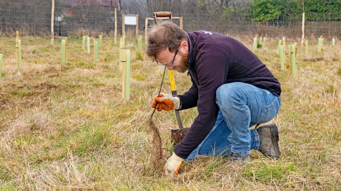 A ranger plants a tree at Dunstable Downs as part of major woodland creation project